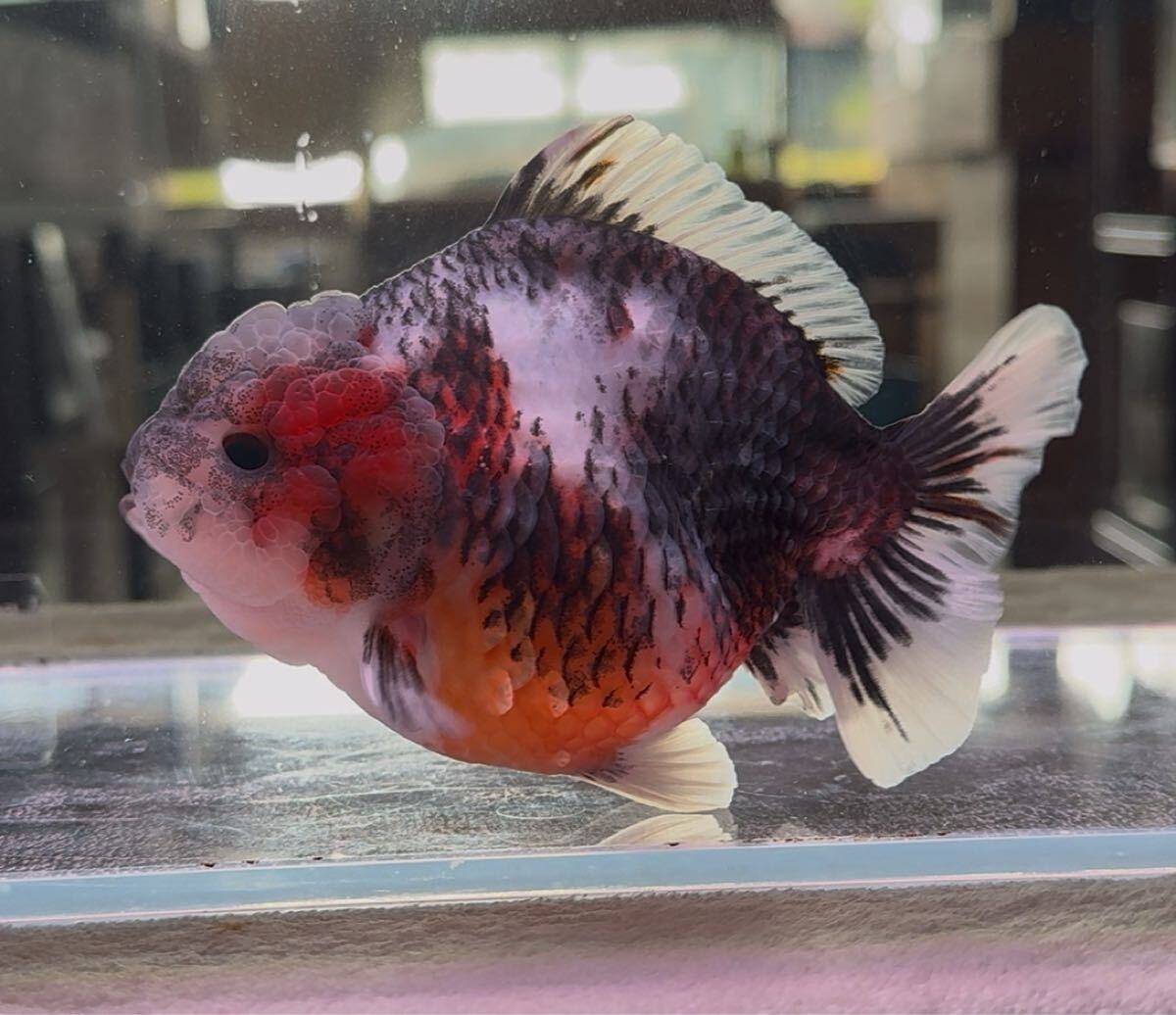 [AQUA SHOP..] первоклассный rose tail Голландия ST высокий корпус три цвет прозрачный . Голландия Lion Mask 13.±