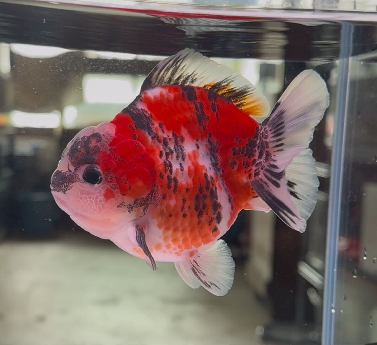 [AQUA SHOP..] первоклассный rose tail Голландия ST высокий корпус три цвет прозрачный . Голландия Lion Mask 11.±
