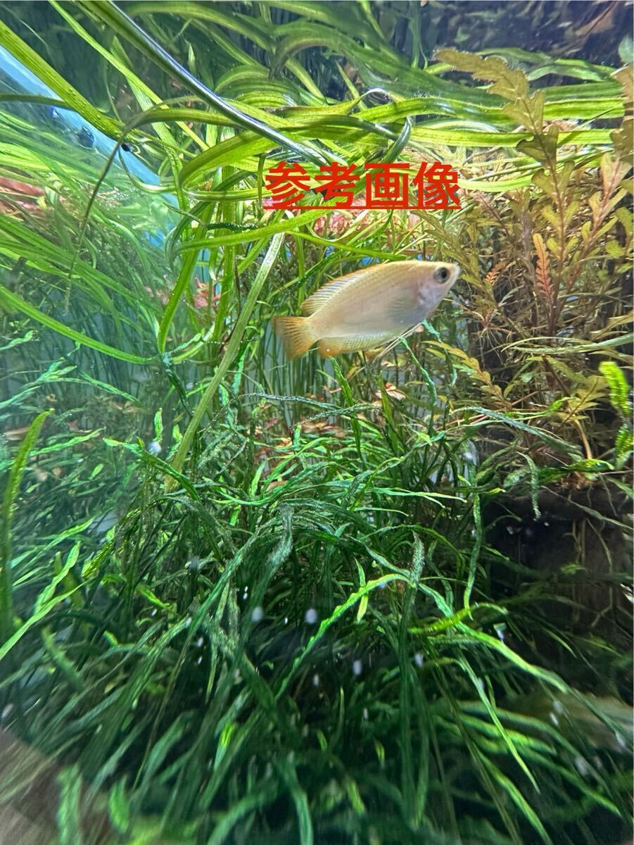 ミクロソリウム本ナロー7株無(wú)農(nóng)薬　スネールなし