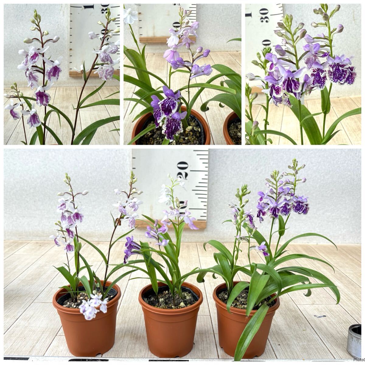 【１.ウチョウラン　2.5號(hào)　15株セット 現(xiàn)品　送料無(wú)料】沖縄県、離島配送不可