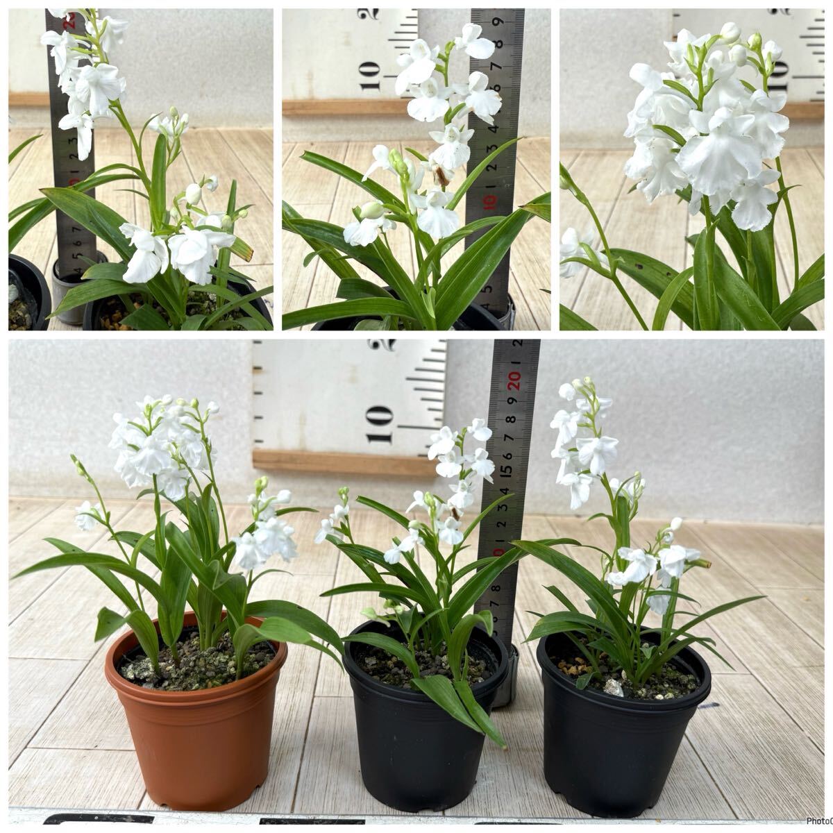 【１.ウチョウラン　2.5號(hào)　15株セット 現(xiàn)品　送料無(wú)料】沖縄県、離島配送不可