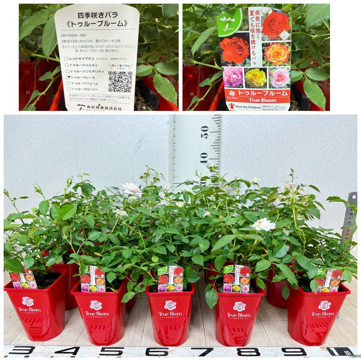 [ роза роза tu Roo Bloom tu Roo Grace стандартный товар 3.5 номер 20 горшок комплект на данный момент товар бесплатная доставка ]