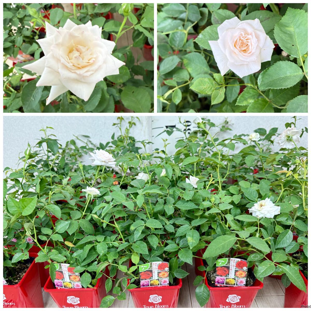 [ роза роза tu Roo Bloom tu Roo Grace стандартный товар 3.5 номер 20 горшок комплект на данный момент товар бесплатная доставка ]