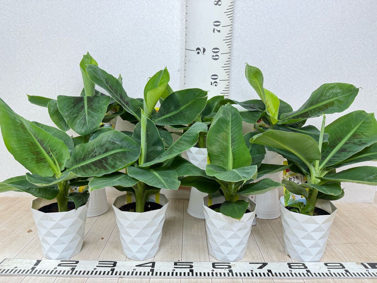 【バナナ苗　オリエンタルドワーフー　4號(hào)　8株セット　現(xiàn)品販売　送料無(wú)料】