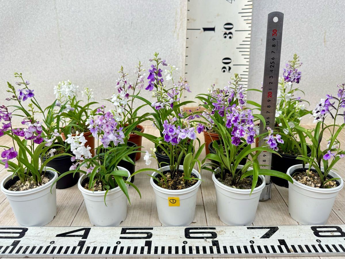 【１.ウチョウラン　2.5號(hào)　15株セット 現(xiàn)品　送料無(wú)料】沖縄県、離島配送不可