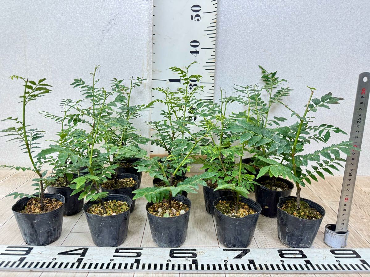 【朝倉山椒　アサクラサンショウ　実山椒　15鉢セット　3號　現(xiàn)品　送料無料】沖縄県、離島配送不可