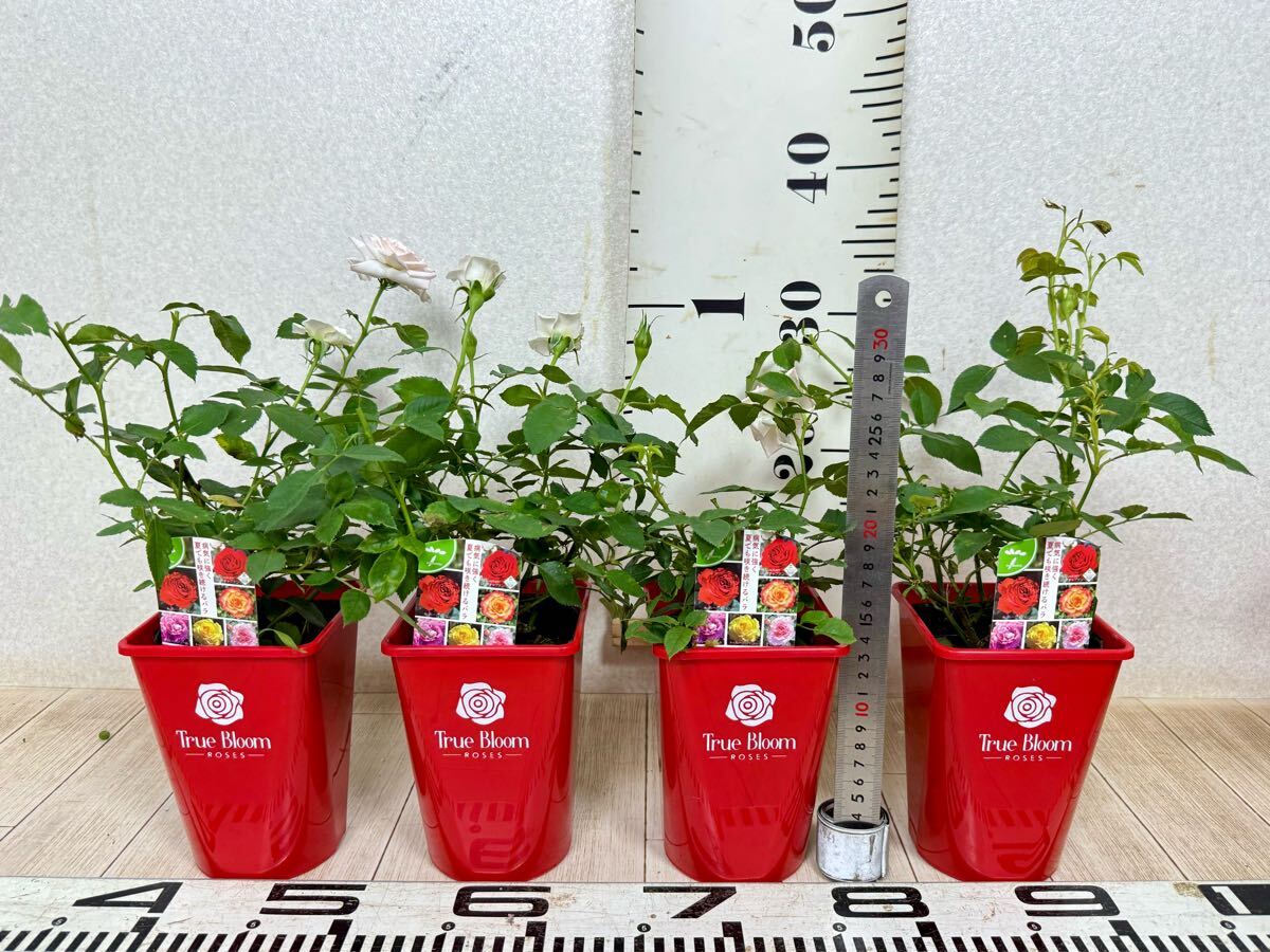 [ роза роза tu Roo Bloom tu Roo Grace стандартный товар 3.5 номер 20 горшок комплект на данный момент товар бесплатная доставка ]