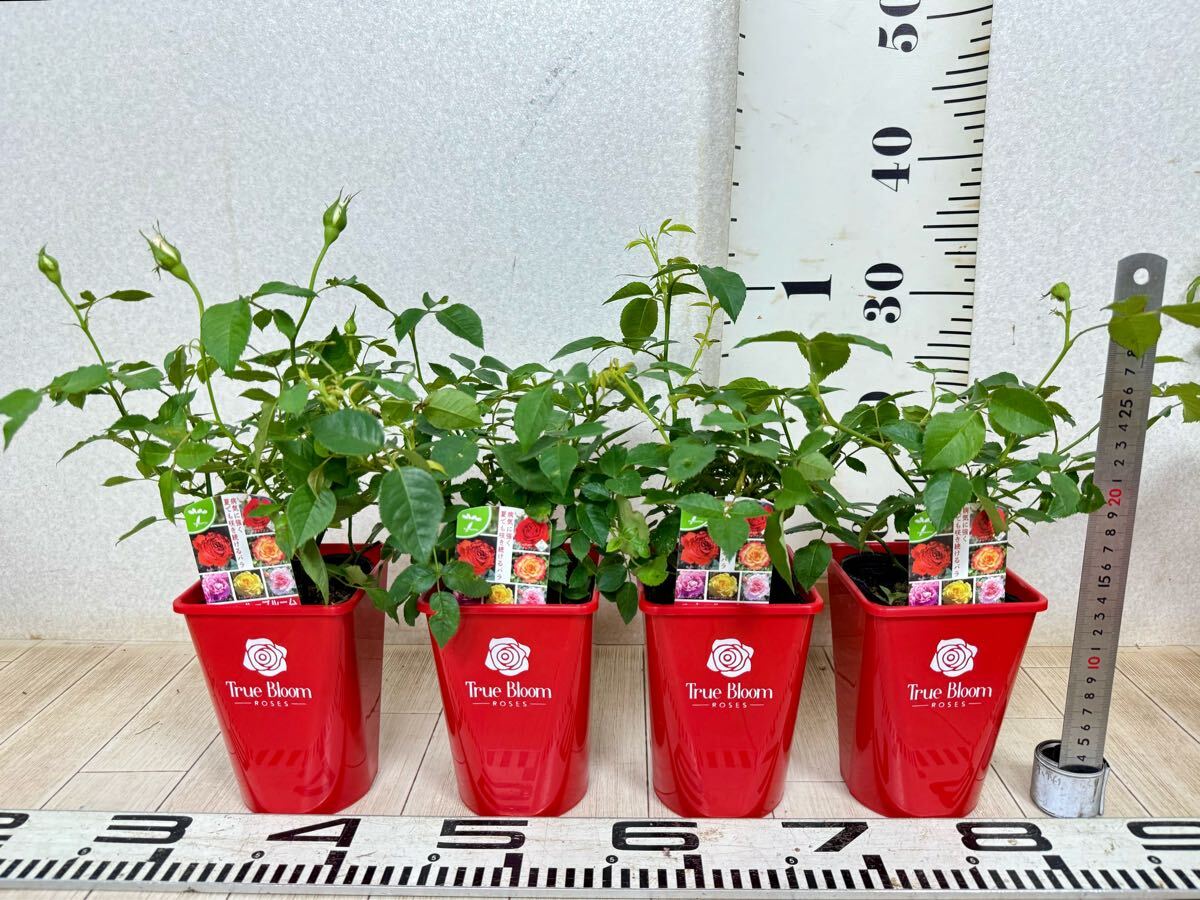 [ роза роза tu Roo Bloom tu Roo Grace стандартный товар 3.5 номер 20 горшок комплект на данный момент товар бесплатная доставка ]