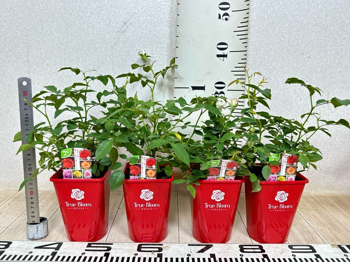 [ роза роза tu Roo Bloom tu Roo Grace стандартный товар 3.5 номер 20 горшок комплект на данный момент товар бесплатная доставка ]