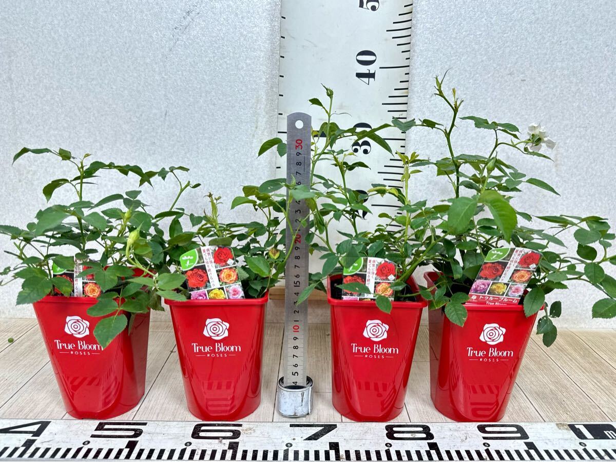 [ роза роза tu Roo Bloom tu Roo Grace стандартный товар 3.5 номер 20 горшок комплект на данный момент товар бесплатная доставка ]