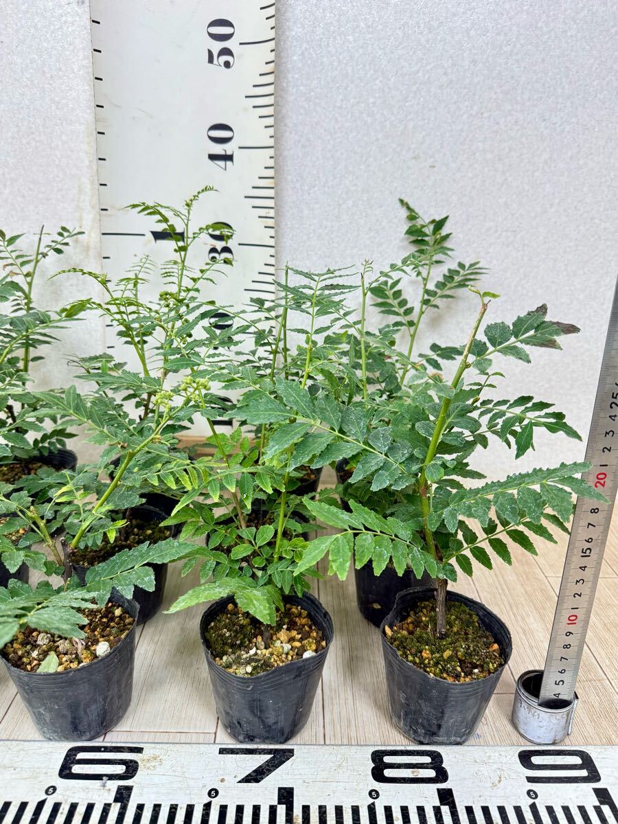 【朝倉山椒　アサクラサンショウ　実山椒　15鉢セット　3號　現(xiàn)品　送料無料】沖縄県、離島配送不可
