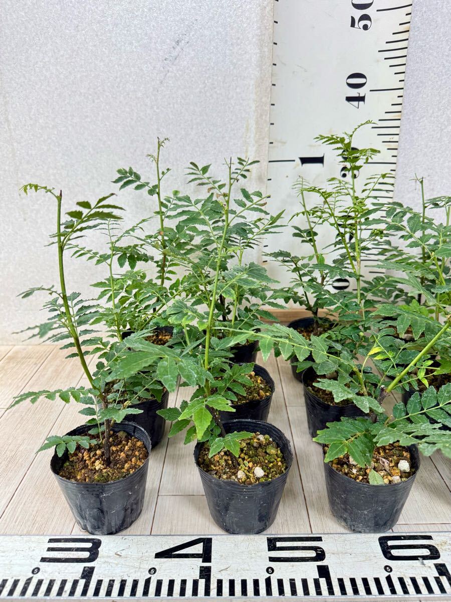 【朝倉山椒　アサクラサンショウ　実山椒　15鉢セット　3號　現(xiàn)品　送料無料】沖縄県、離島配送不可