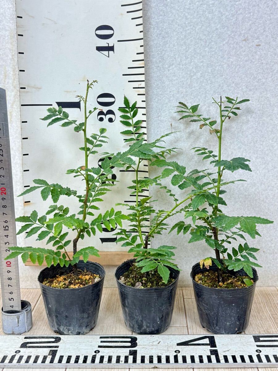【朝倉山椒　アサクラサンショウ　実山椒　15鉢セット　3號　現(xiàn)品　送料無料】沖縄県、離島配送不可