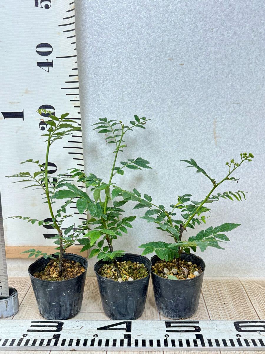【朝倉山椒　アサクラサンショウ　実山椒　15鉢セット　3號　現(xiàn)品　送料無料】沖縄県、離島配送不可