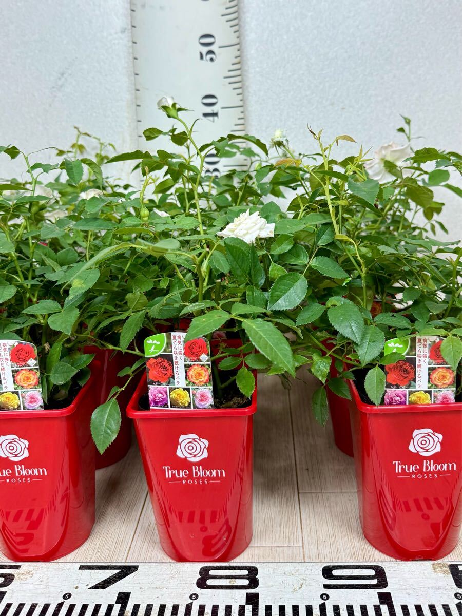 [ роза роза tu Roo Bloom tu Roo Grace стандартный товар 3.5 номер 20 горшок комплект на данный момент товар бесплатная доставка ]