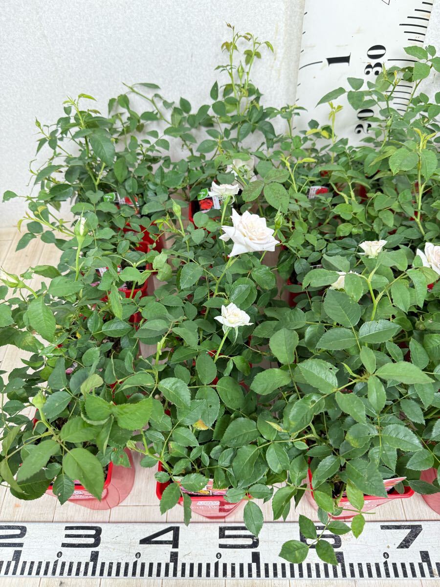 [ роза роза tu Roo Bloom tu Roo Grace стандартный товар 3.5 номер 20 горшок комплект на данный момент товар бесплатная доставка ]