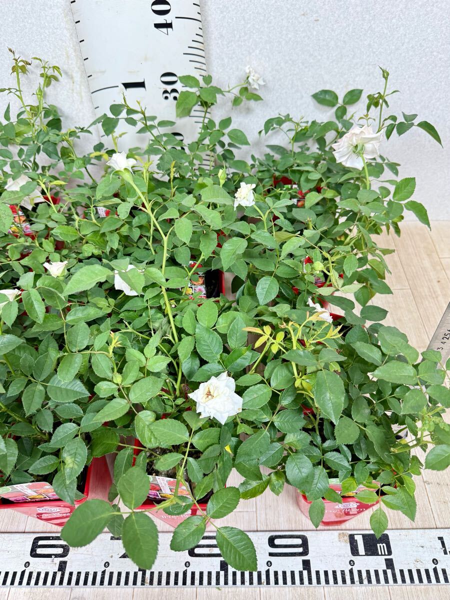 [ роза роза tu Roo Bloom tu Roo Grace стандартный товар 3.5 номер 20 горшок комплект на данный момент товар бесплатная доставка ]