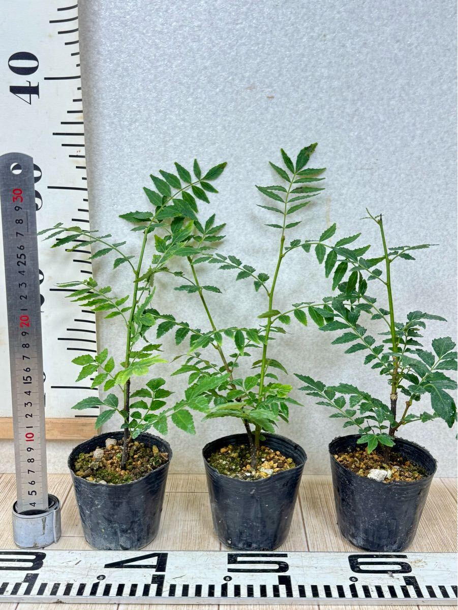 【朝倉山椒　アサクラサンショウ　実山椒　15鉢セット　3號　現(xiàn)品　送料無料】沖縄県、離島配送不可