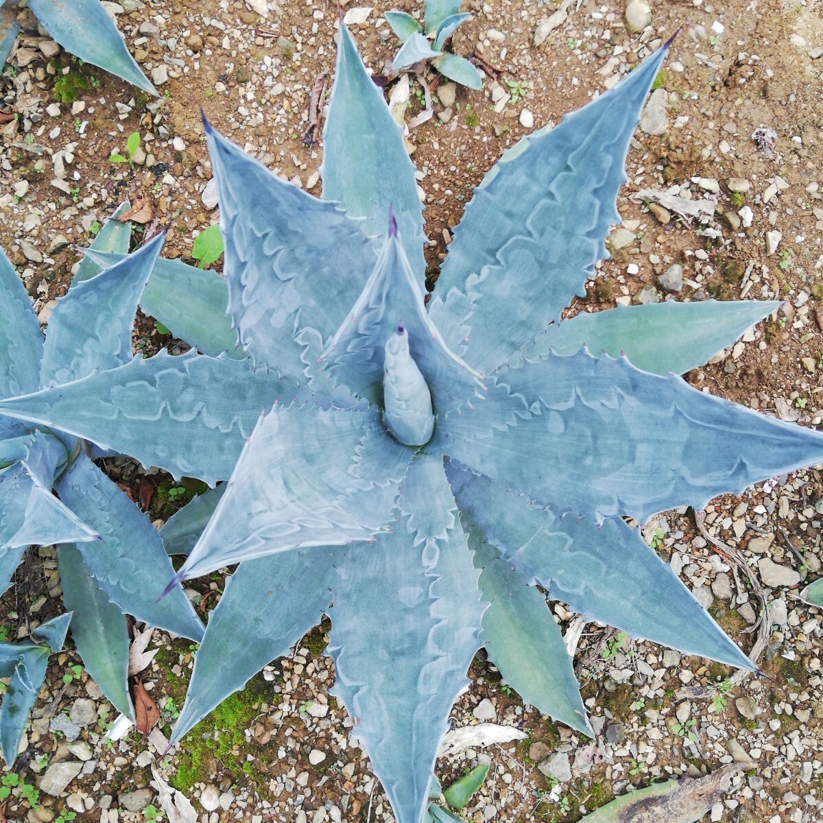 リュウゼツランアガベ