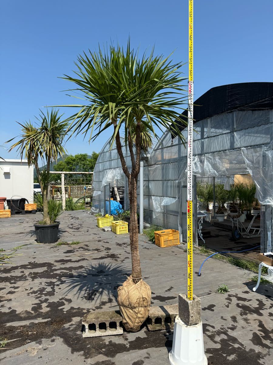 ドラセナ ニオイシュロラン 葉先240