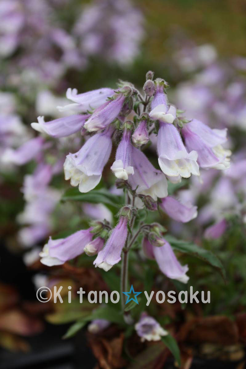 姫巖袋?紫花（ヒメ?イワブクロ）◇ゴマノハグサ科　●３寸（9.0cm)ポリポット栽培　◇開花時期：６月～
