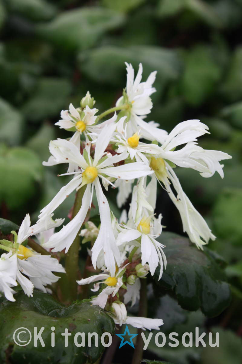 大文字草?伊予白翠（イヨハクスイ）◇ユキノシタ科?。炒纾?.0cm）ポリポット栽培 ☆開花時(shí)期９月～
