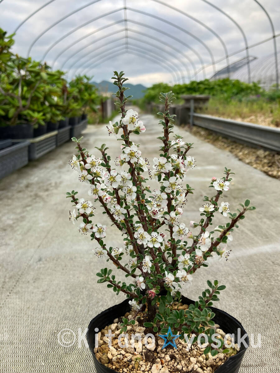 白紫檀（シロシタン）　◇バラ科　3寸ポリポット栽培　樹高20cm～ ◇開花時(shí)期６月～