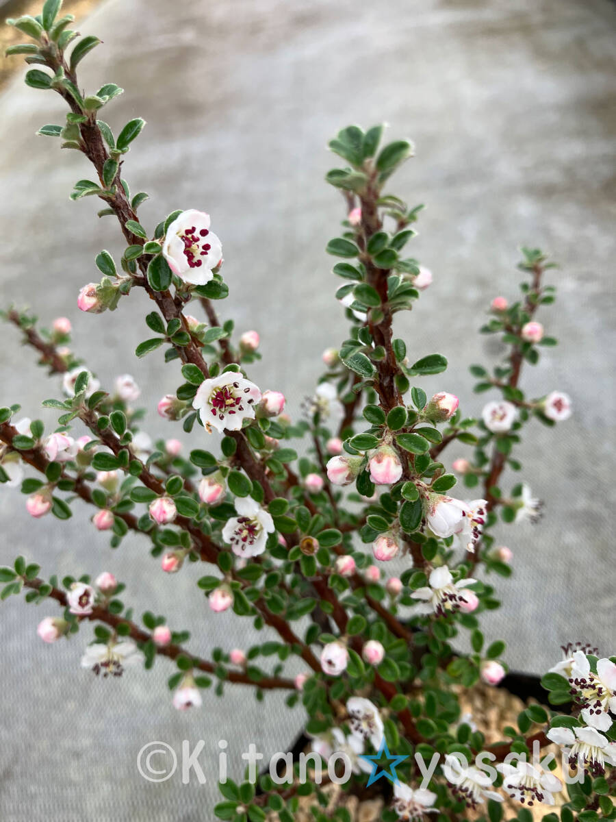 白紫檀（シロシタン）　◇バラ科　3寸ポリポット栽培　樹高20cm～ ◇開花時(shí)期６月～
