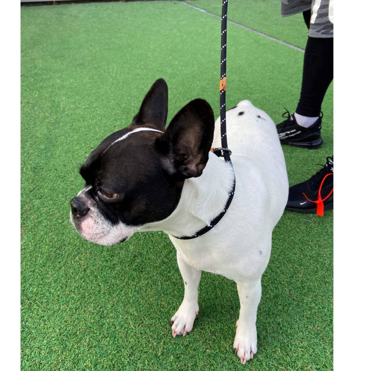 ドッグ スリップリード 犬用リーシュ、反射ロープリード、引っ張り防止リード、訓練用リーシュ 小型、中型、大型犬用 1.5m (M(9mm) MA369