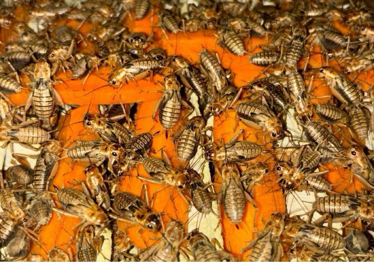 冷凍フタホシML〜羽1kg冷凍コオロギ お買い得っ!!】冷凍フタホシML〜羽1kg冷凍コオロギ