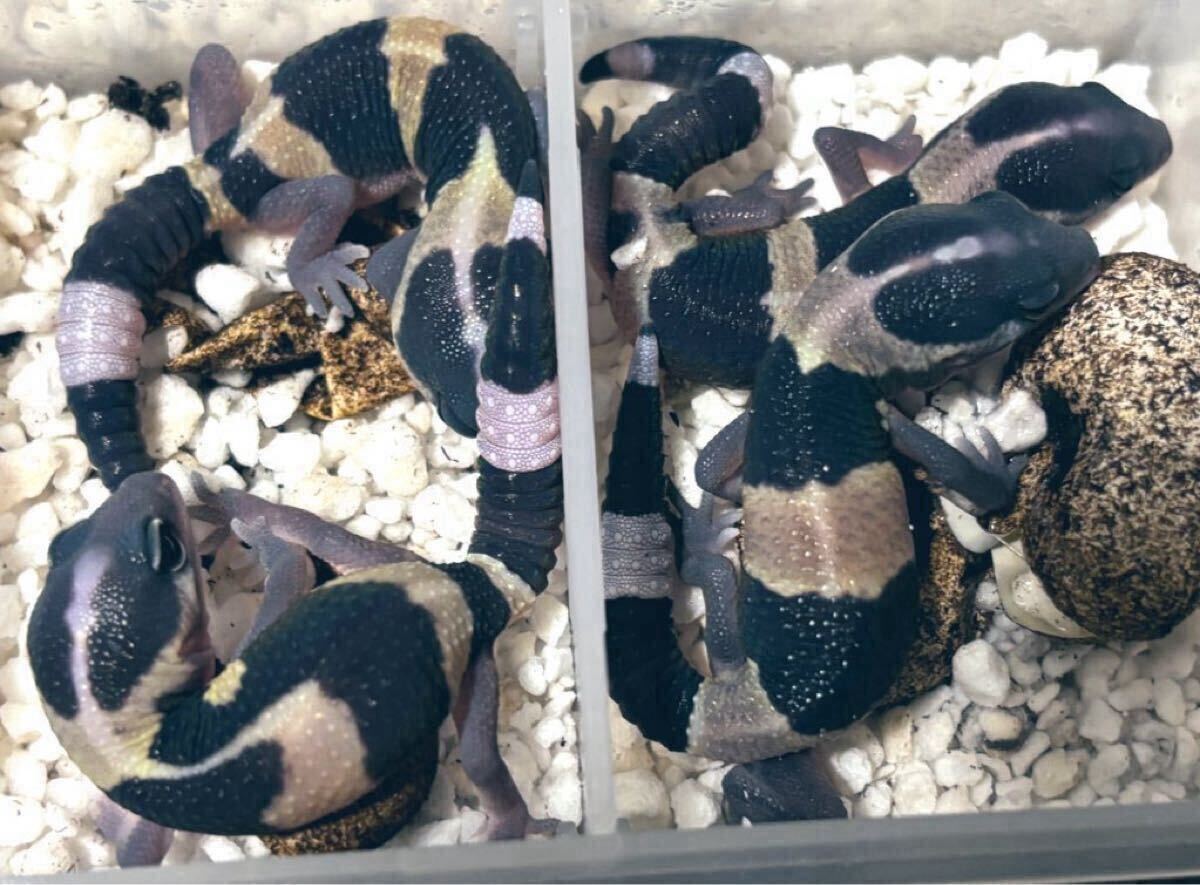 冷凍フタホシML〜羽1kg冷凍コオロギ お買い得っ!!】冷凍フタホシML〜羽1kg冷凍コオロギ