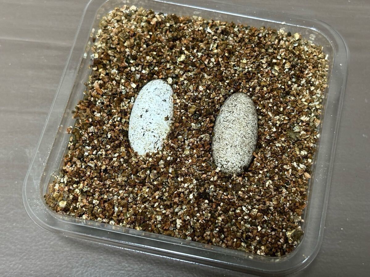 冷凍フタホシML〜羽1kg冷凍コオロギ お買い得っ!!】冷凍フタホシML〜羽1kg冷凍コオロギ