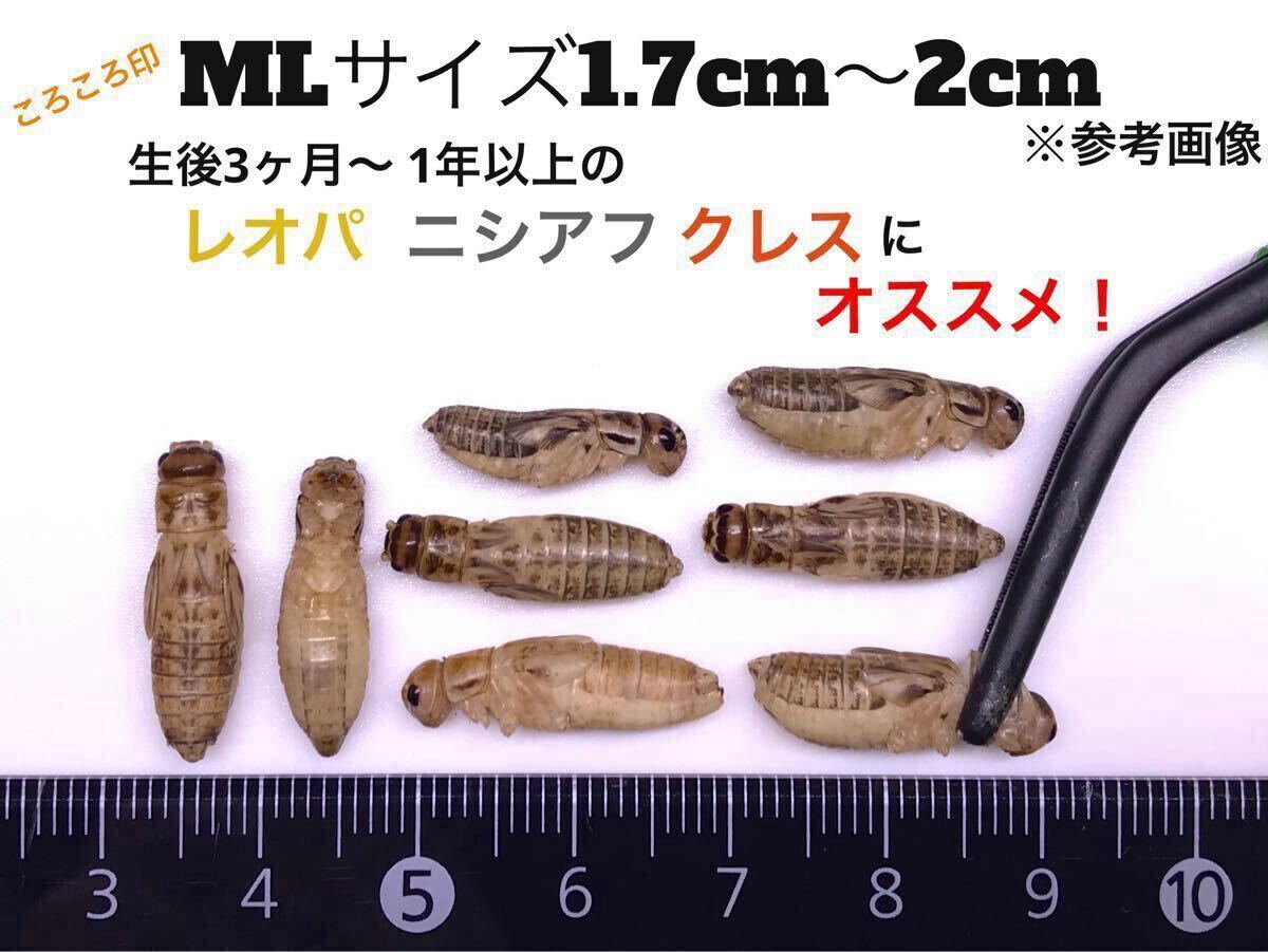 冷凍イエコML約1500匹500g冷凍コオロギ