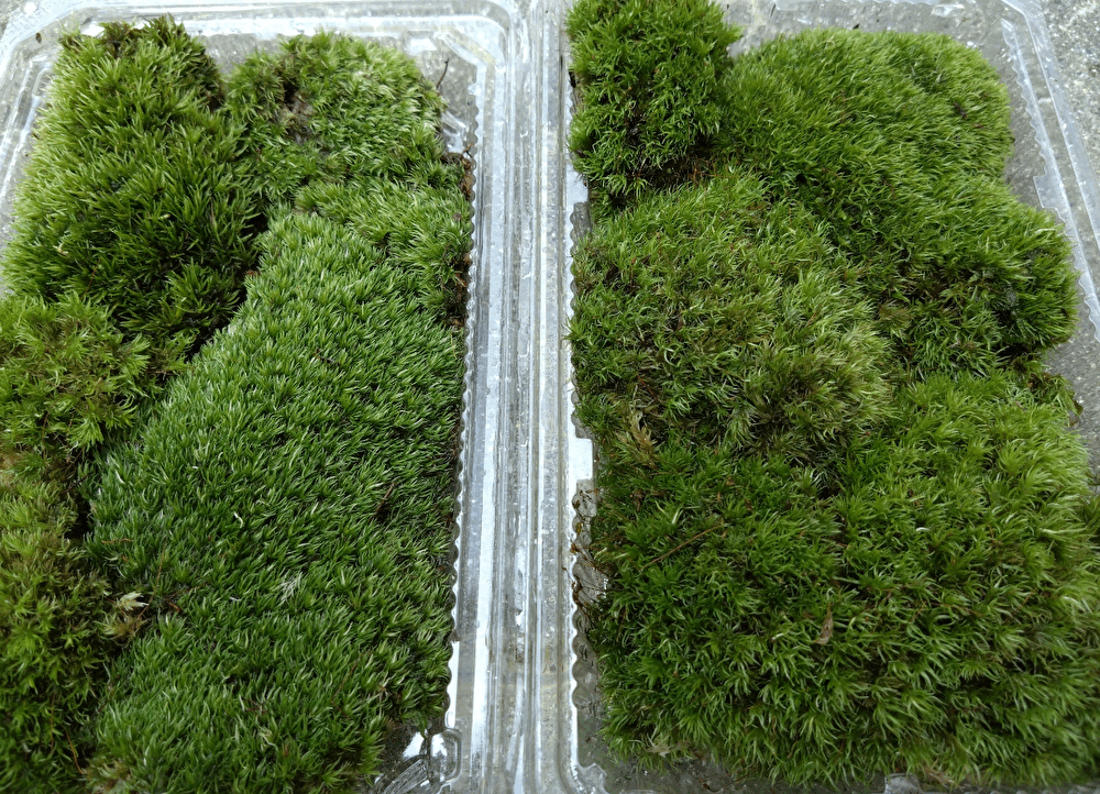 【天然 山苔 】3パック　ホソバオキナゴケ　盆栽　苔玉　アクアリウム　テラリウム　no55