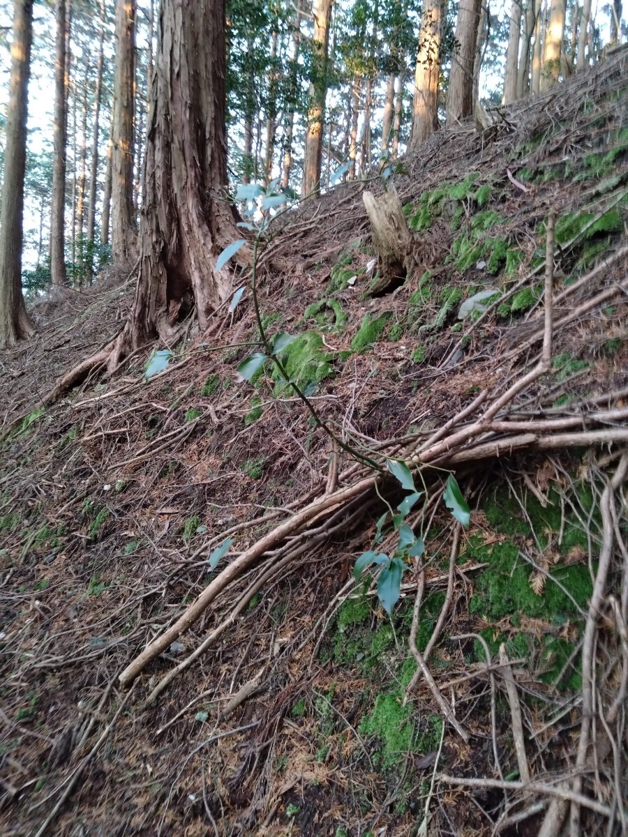 【天然 山苔 】3パック　ホソバオキナゴケ　盆栽　苔玉　アクアリウム　テラリウム　no88