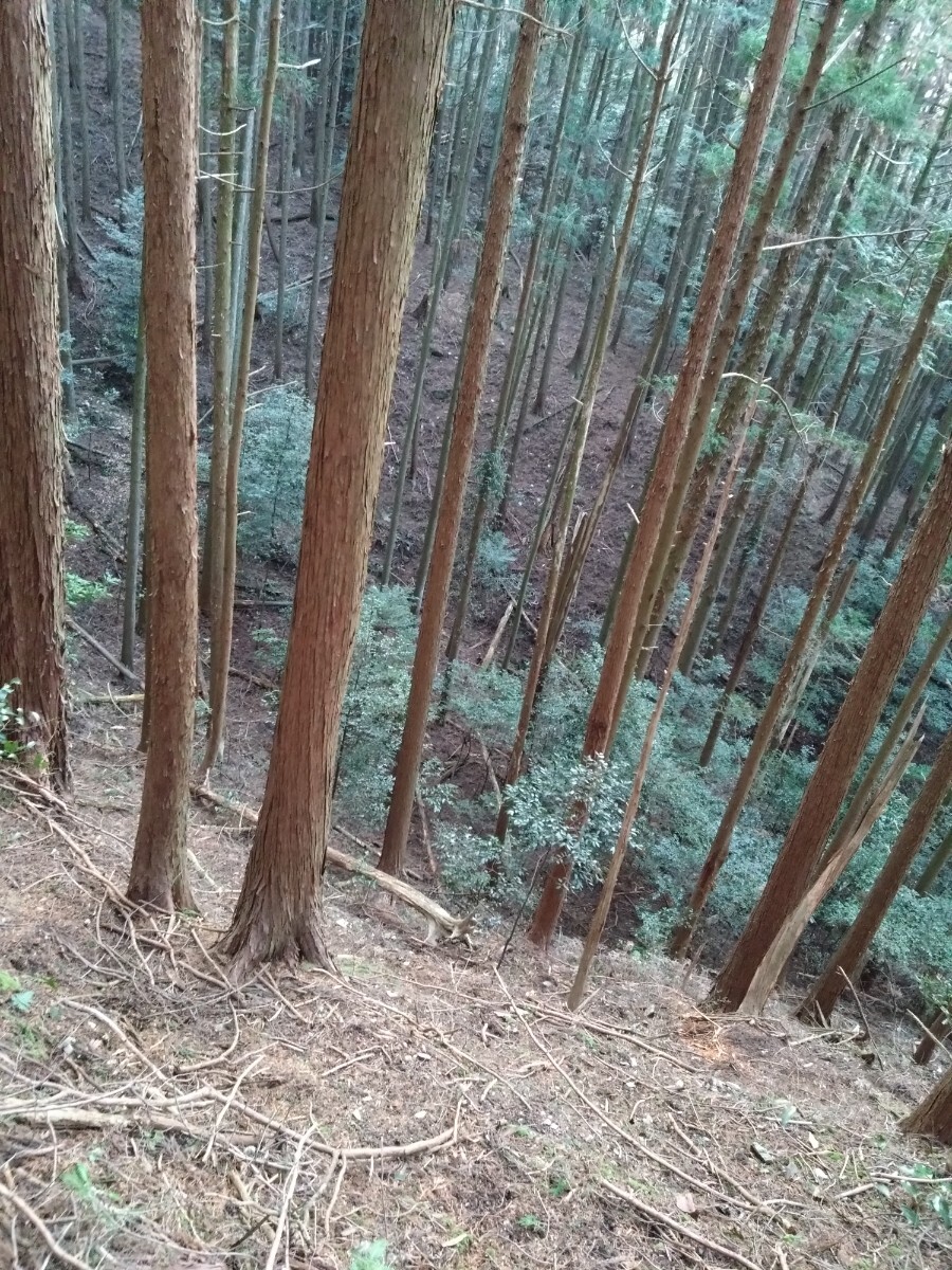 【天然 山苔 】3パック　ホソバオキナゴケ　盆栽　苔玉　アクアリウム　テラリウム　no88