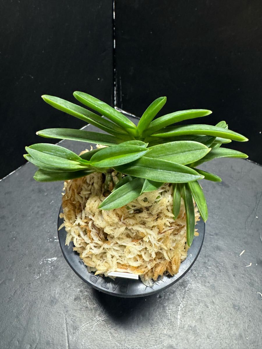 【無銘豆葉】富貴蘭 風蘭 フウラン山野草_画像6