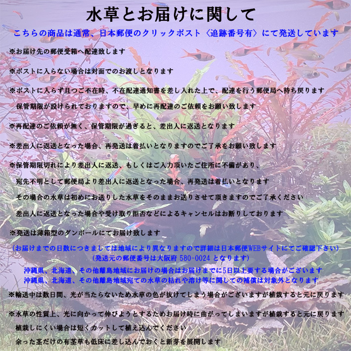  водоросли подводный лист нет пестициды rota лама Clan гонг Bang lateshu10шт.@ аквариум аквариум средний .. после ..