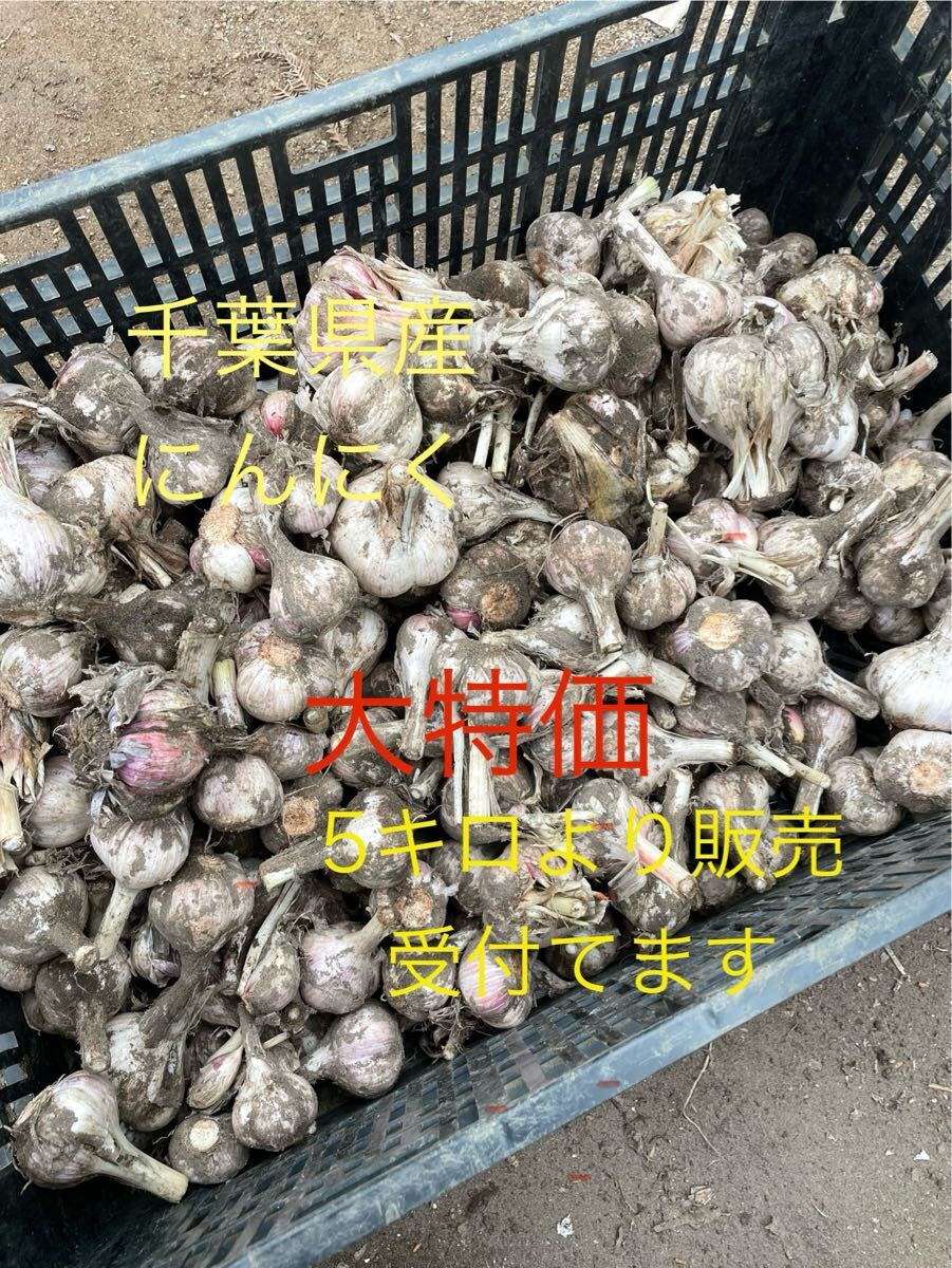千葉県産 にんにく 20キロ 大特価
