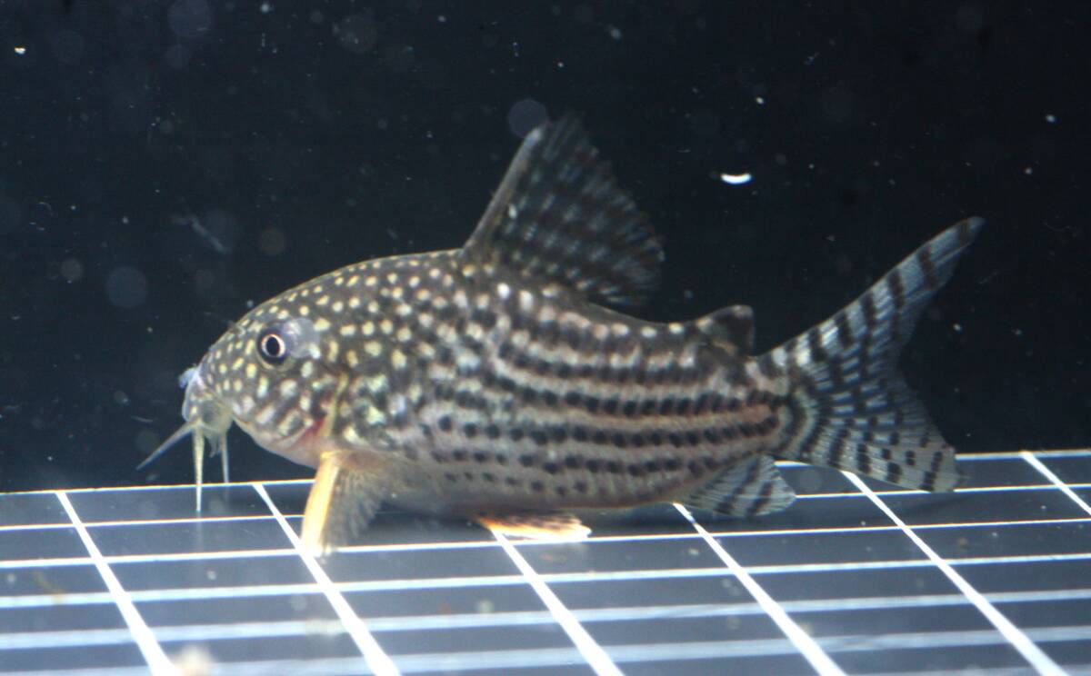 [. столица ..]!! Corydoras стерео rubai!!3 шт комплект 