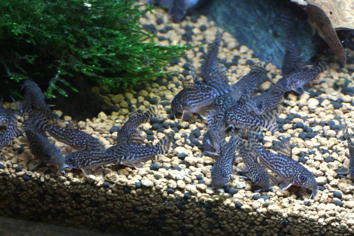 [. столица ..]!! Corydoras стерео rubai!!3 шт комплект 