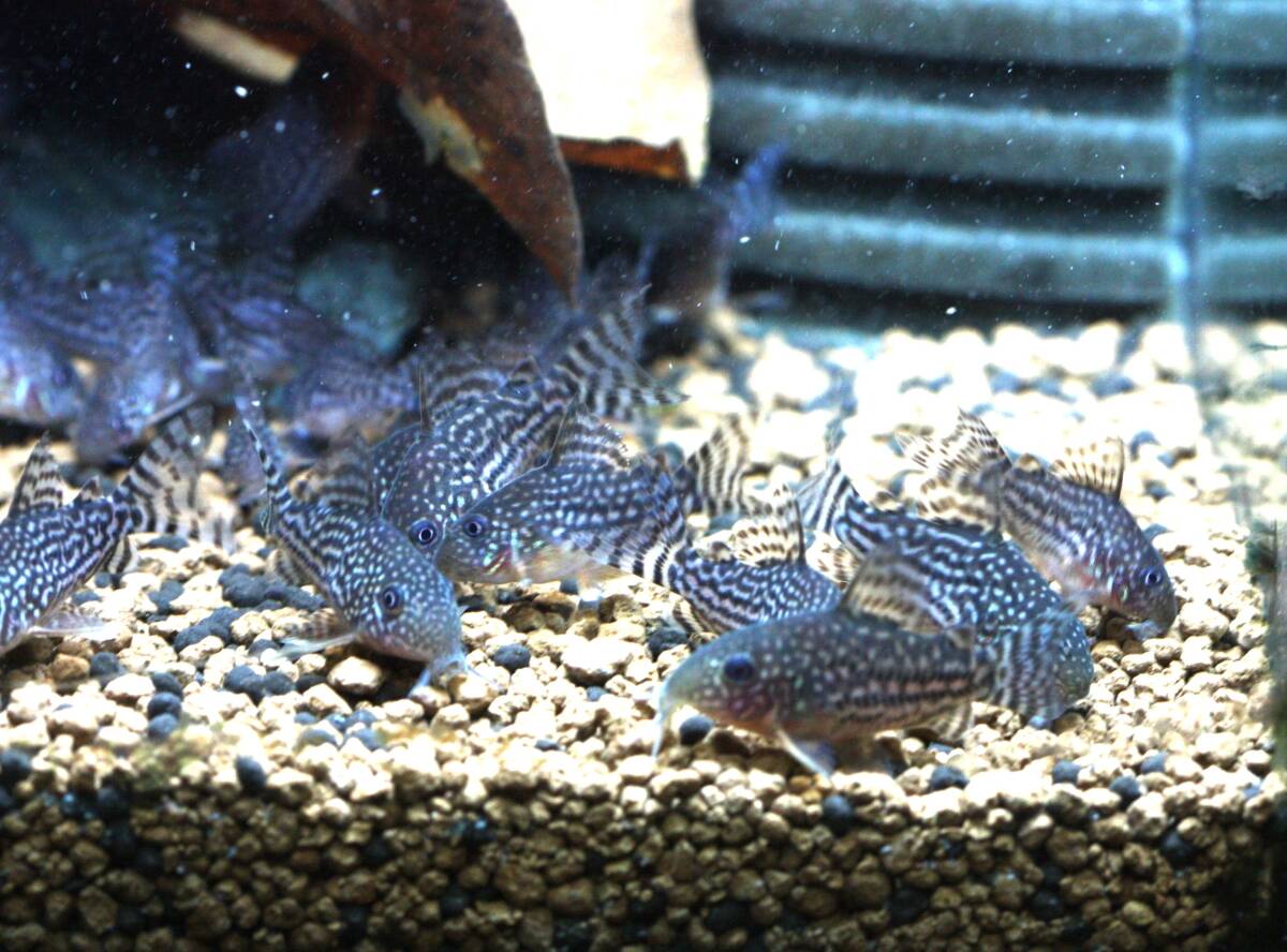 [. столица ..]!! Corydoras стерео rubai!!3 шт комплект 
