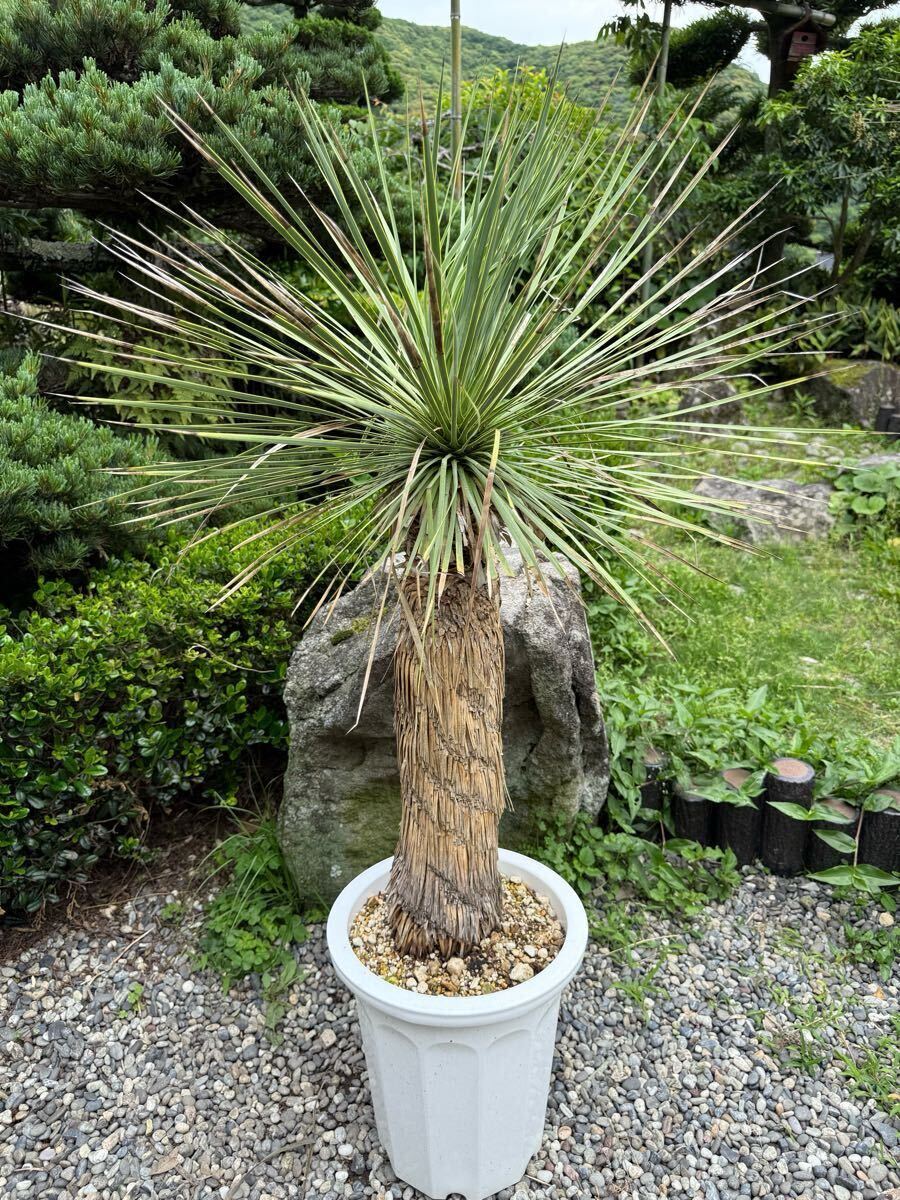 発根2年 1m24cm ユッカ ロストラータ 発根　耐寒性-15 ドライガーデン 地植え シンボルツリー Yucca ガーデニング 庭