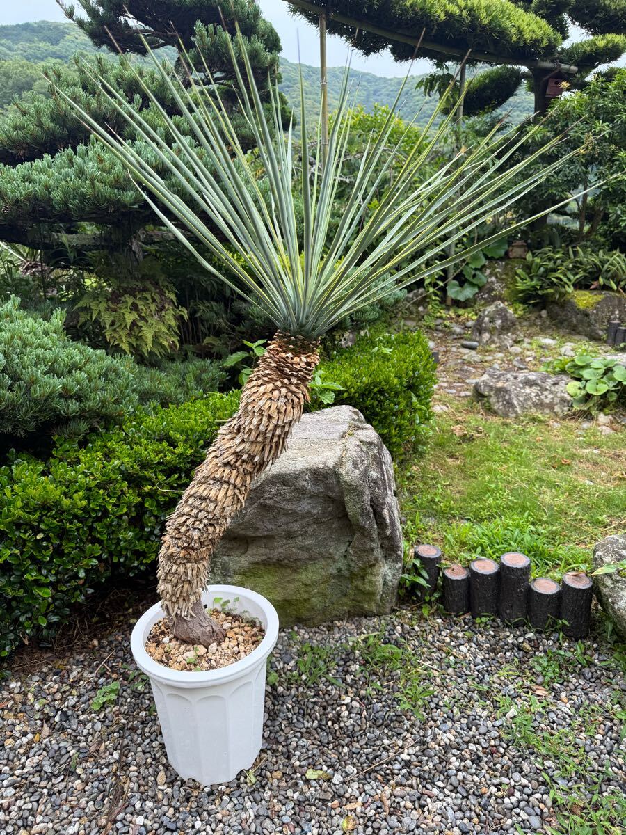 極曲 1m45cm リギダ シルバー 曲がり ユッカ Yucca rigida レア ドライガーデン ガーデニング 耐寒性－10℃ 発根 ロストラータ