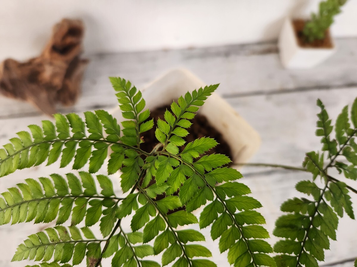 ホソバカナワラビ　シダ植物　観葉植物　ガーデニング　パルダリウム　苔　盆栽