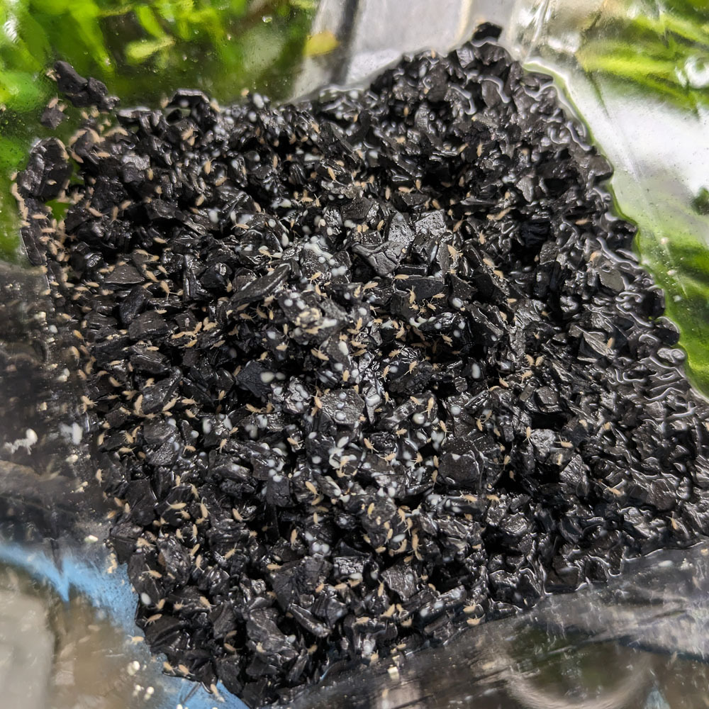 數(shù)量限定　大型のアヤトビムシ　コロニー１カップ（餌付き）　上陸直后の餌に