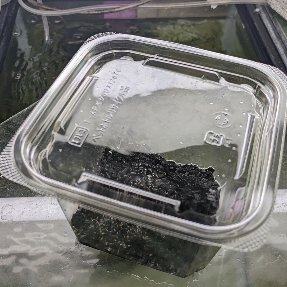 數(shù)量限定　大型のアヤトビムシ　コロニー１カップ（餌付き）　上陸直后の餌に