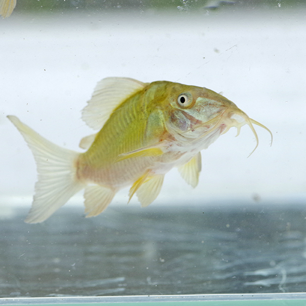  Short особь emekoli изумруд зеленый Corydoras примерно 3-cm 5 шт комплект 