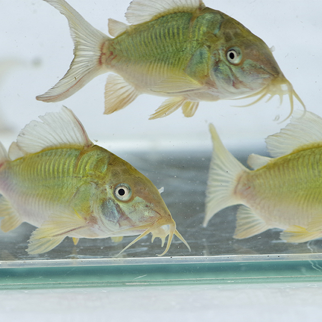  Short особь emekoli изумруд зеленый Corydoras примерно 3-cm 5 шт комплект 
