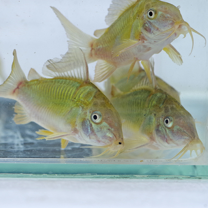 Short особь emekoli изумруд зеленый Corydoras примерно 3-cm 5 шт комплект 